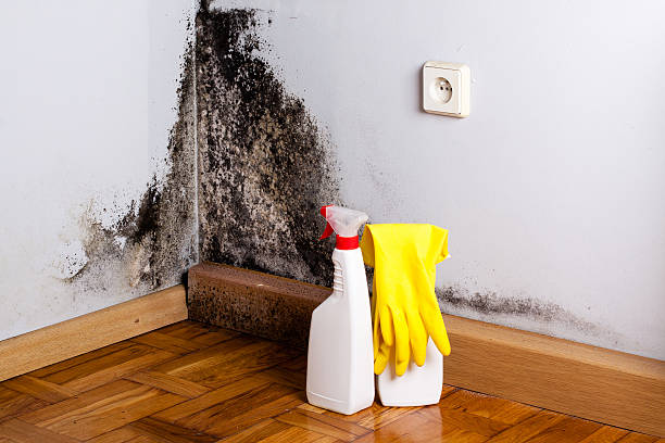 Best Water damage cleanup near me  in Pocasset, MA